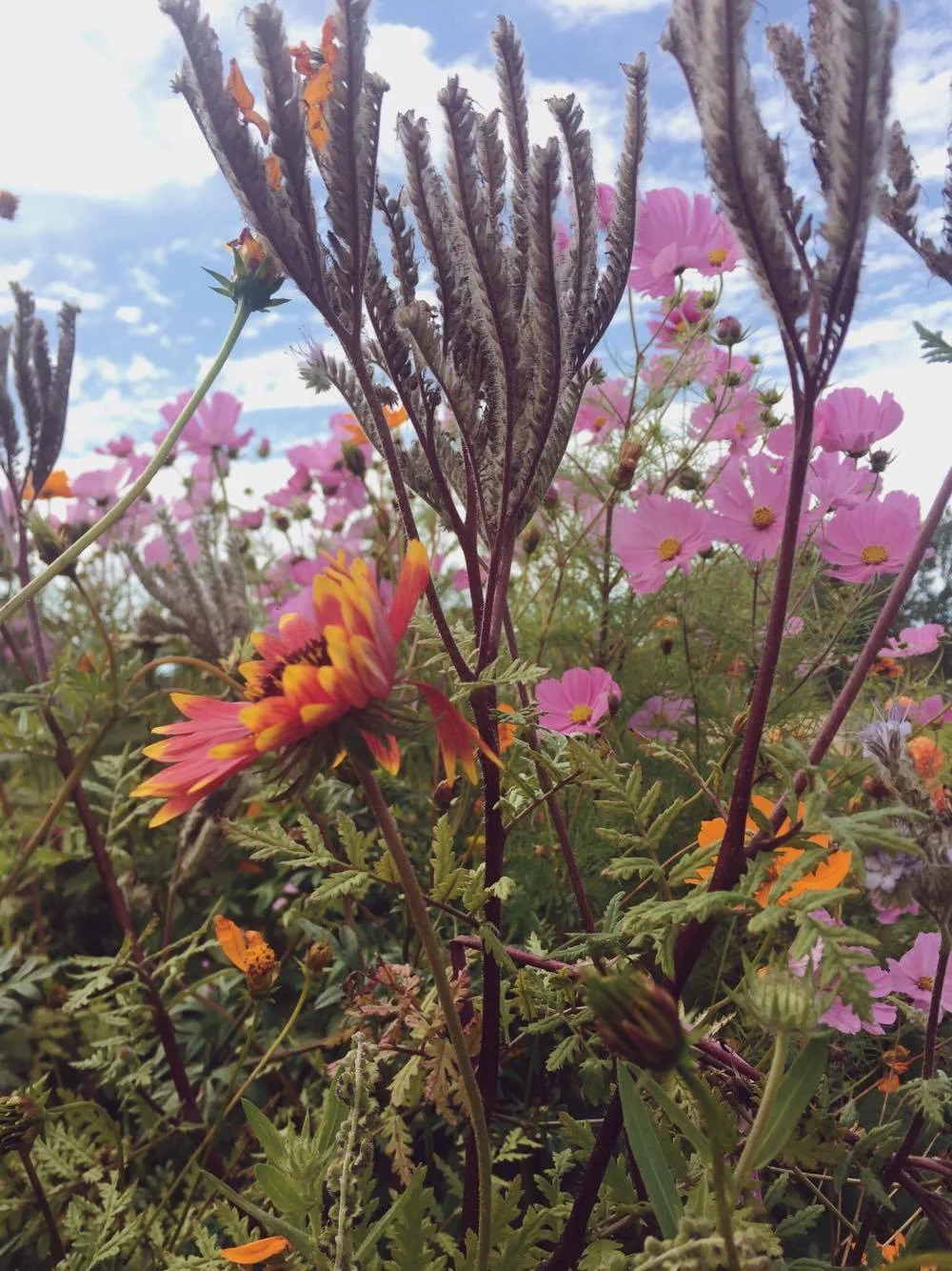 Daily Practice; For Being Centred and Rooted 