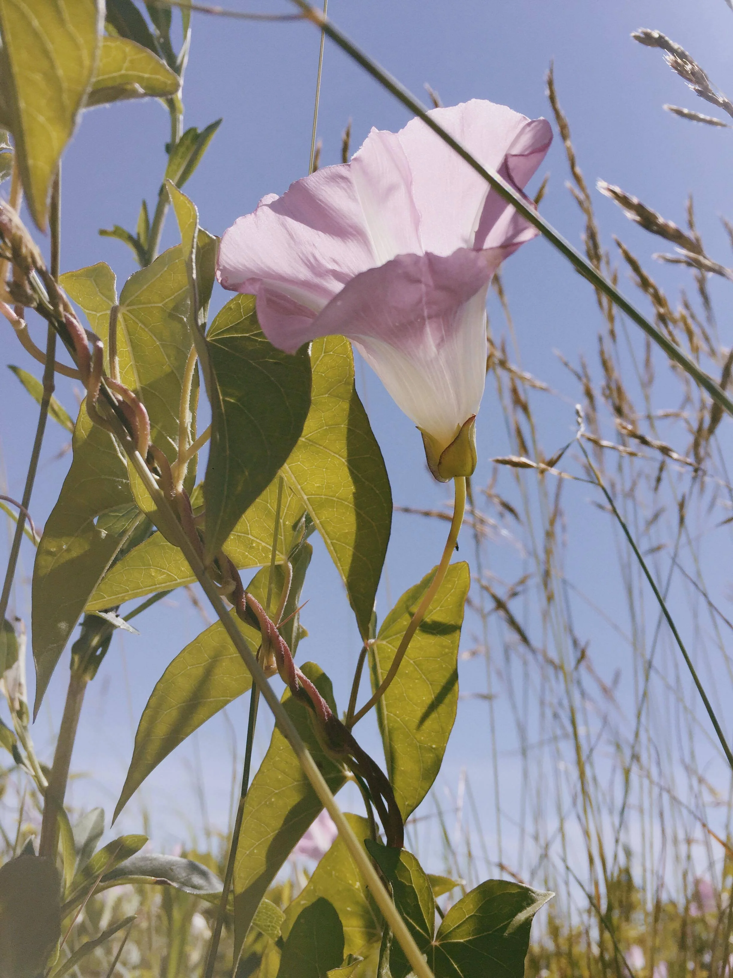 Trust and Permission Connection