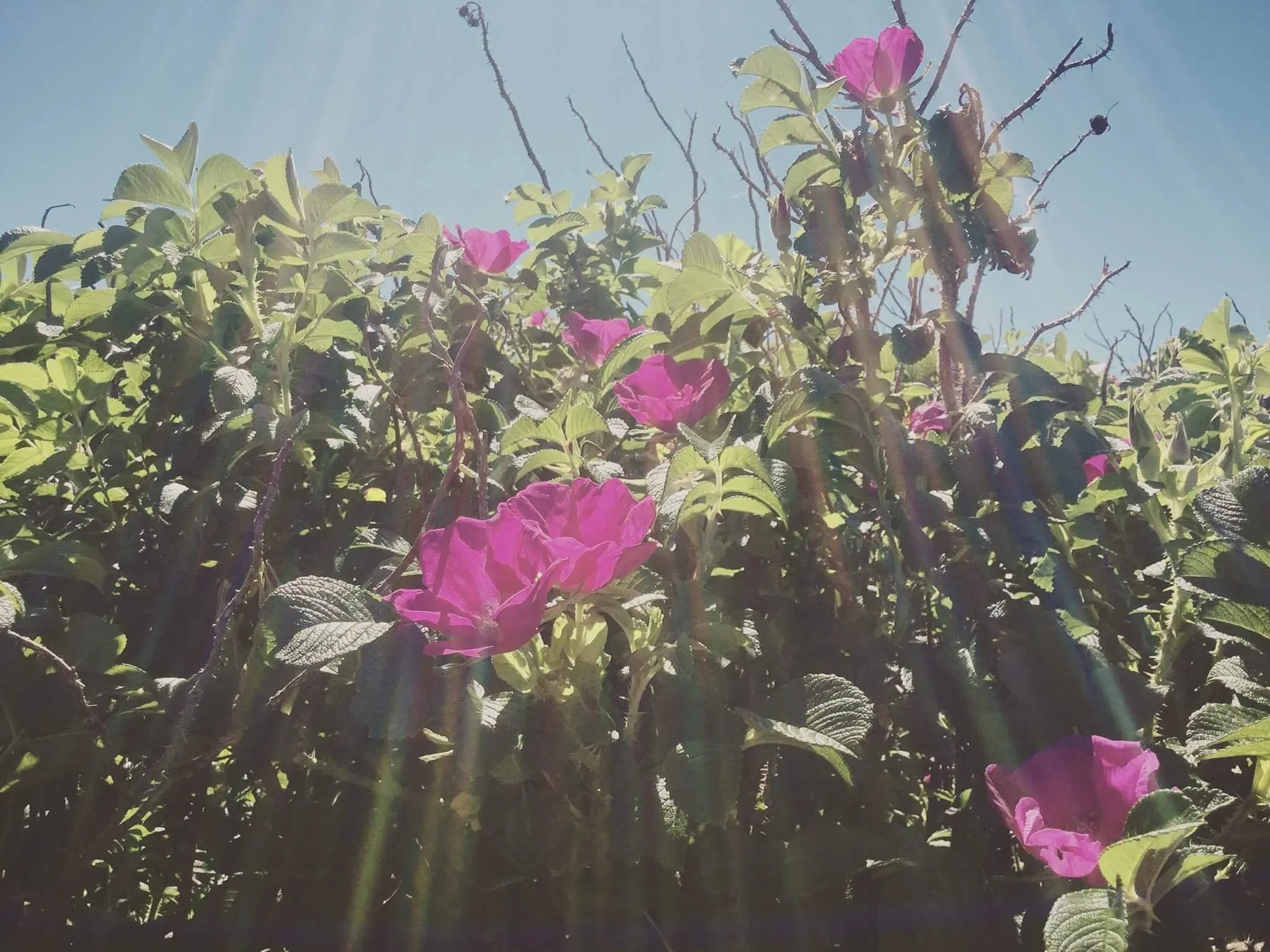 Monday Intentions Thirty Six | Threshold, Gateway and Letting Go 