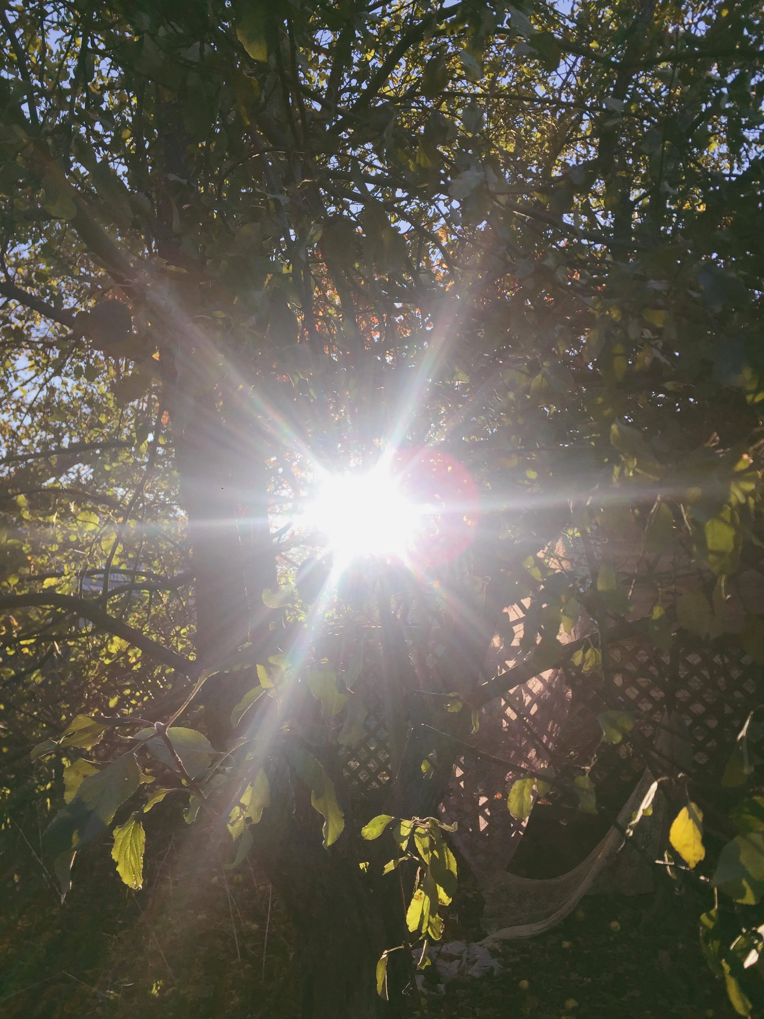 Monday Intentions Thirty Seven | In Transition 