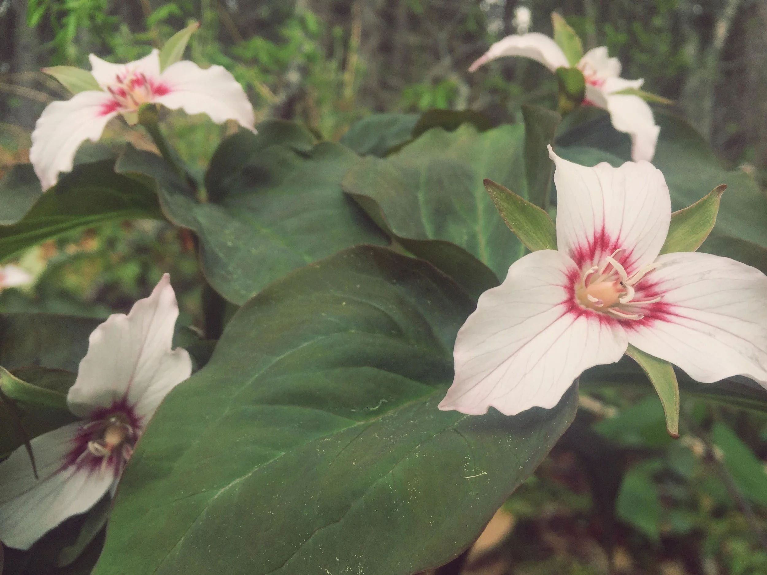 Monday Intentions Fifty | Growth is Not Linear 