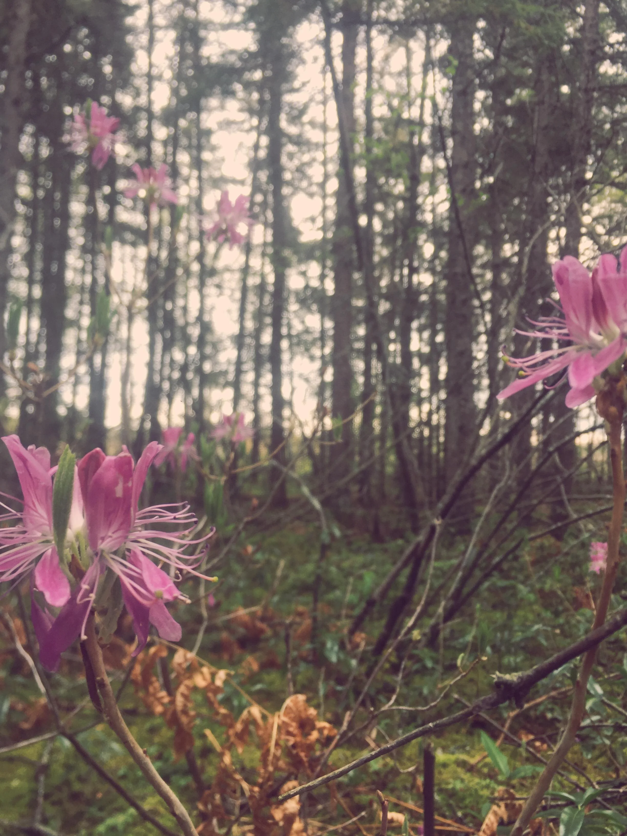 Patience, Practice, Presence, and Perspective 