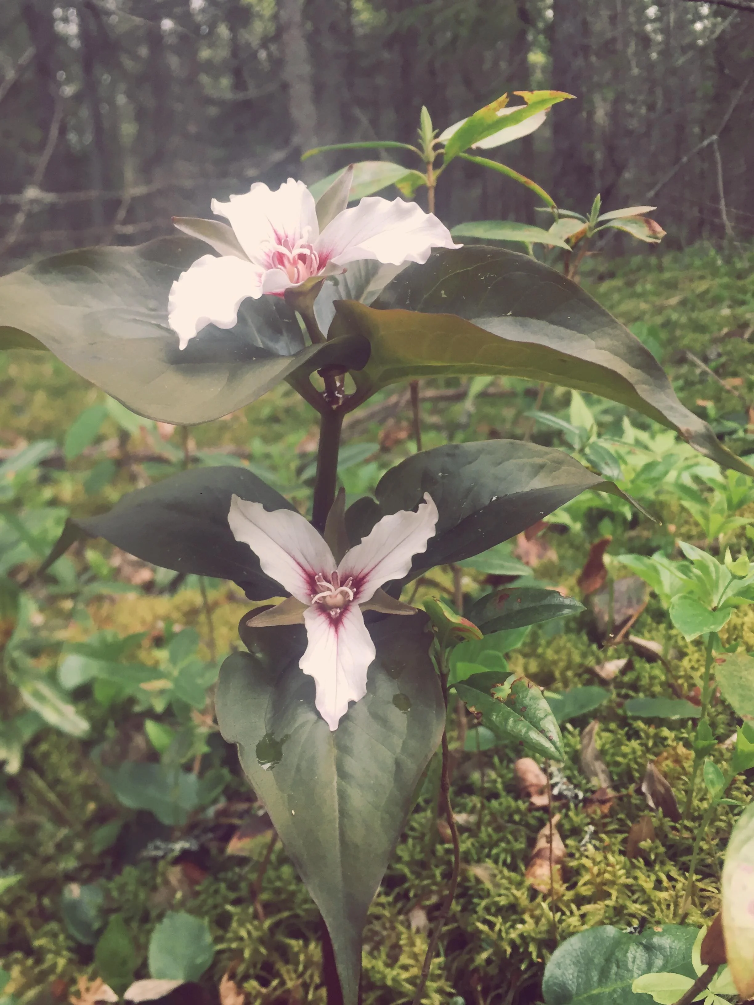 We Project Our Values 