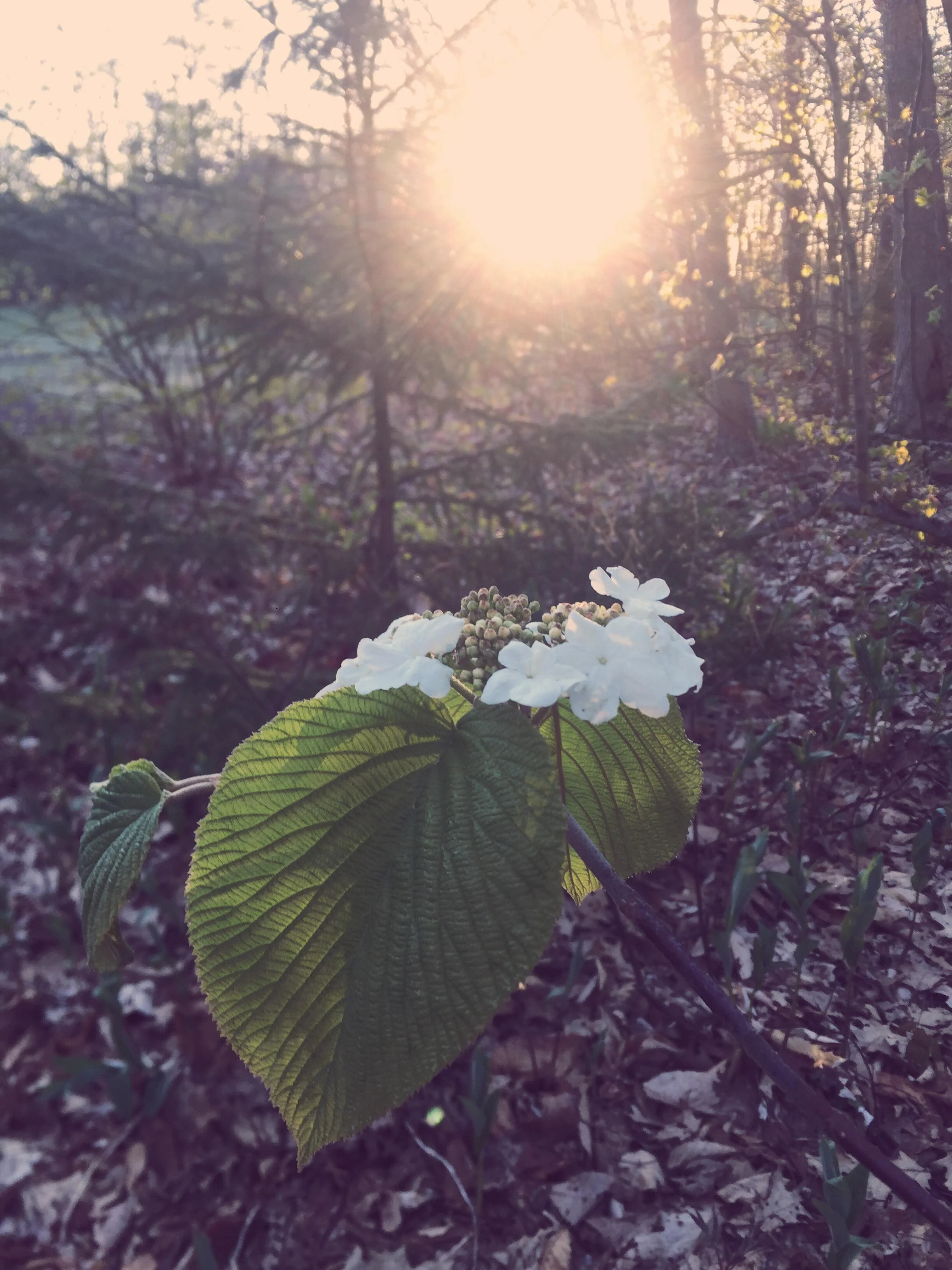 Monday Intentions Forty Five | Leaping