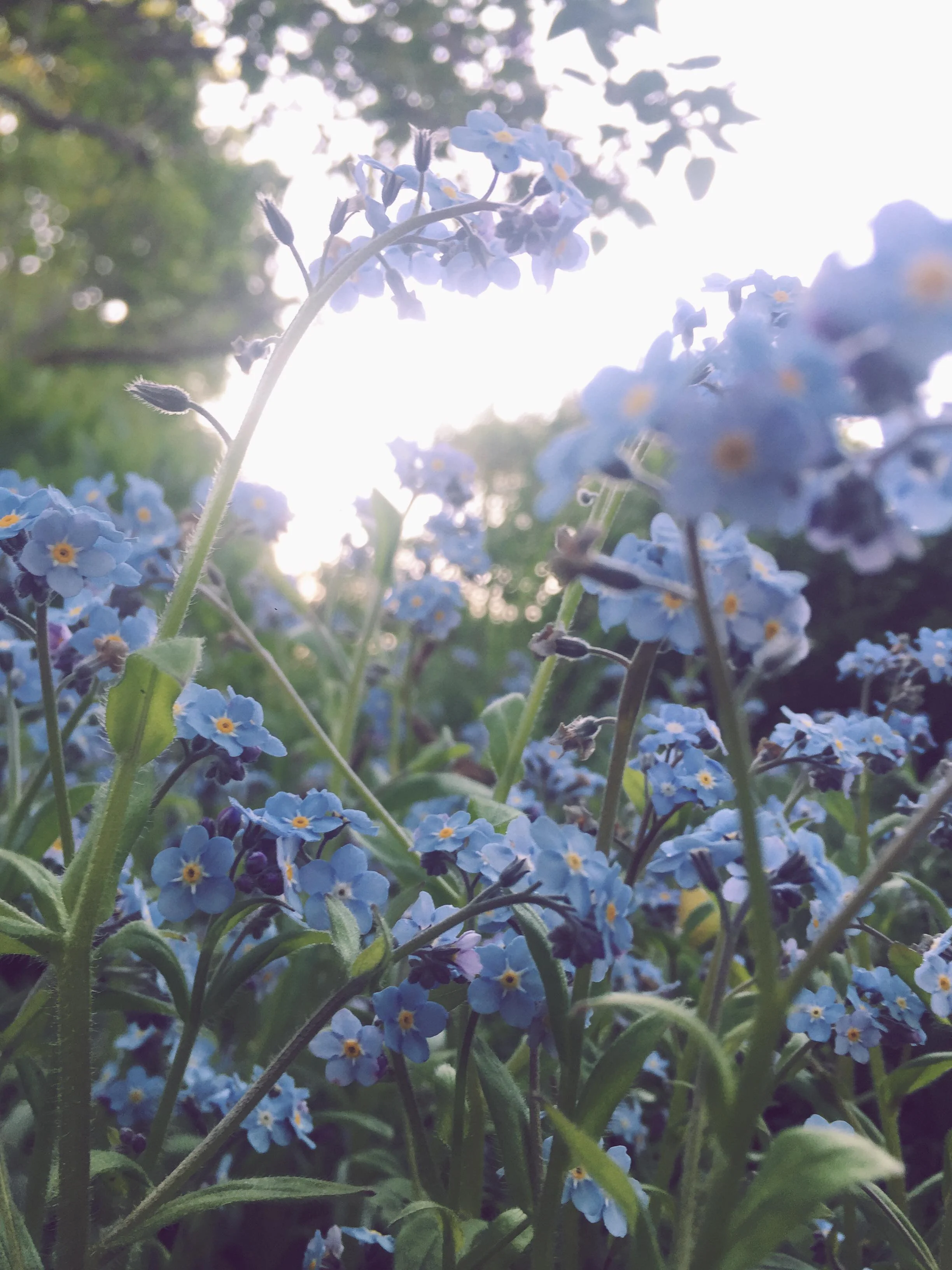 Sisters and Cycles of Beauty | April 15 - May 27