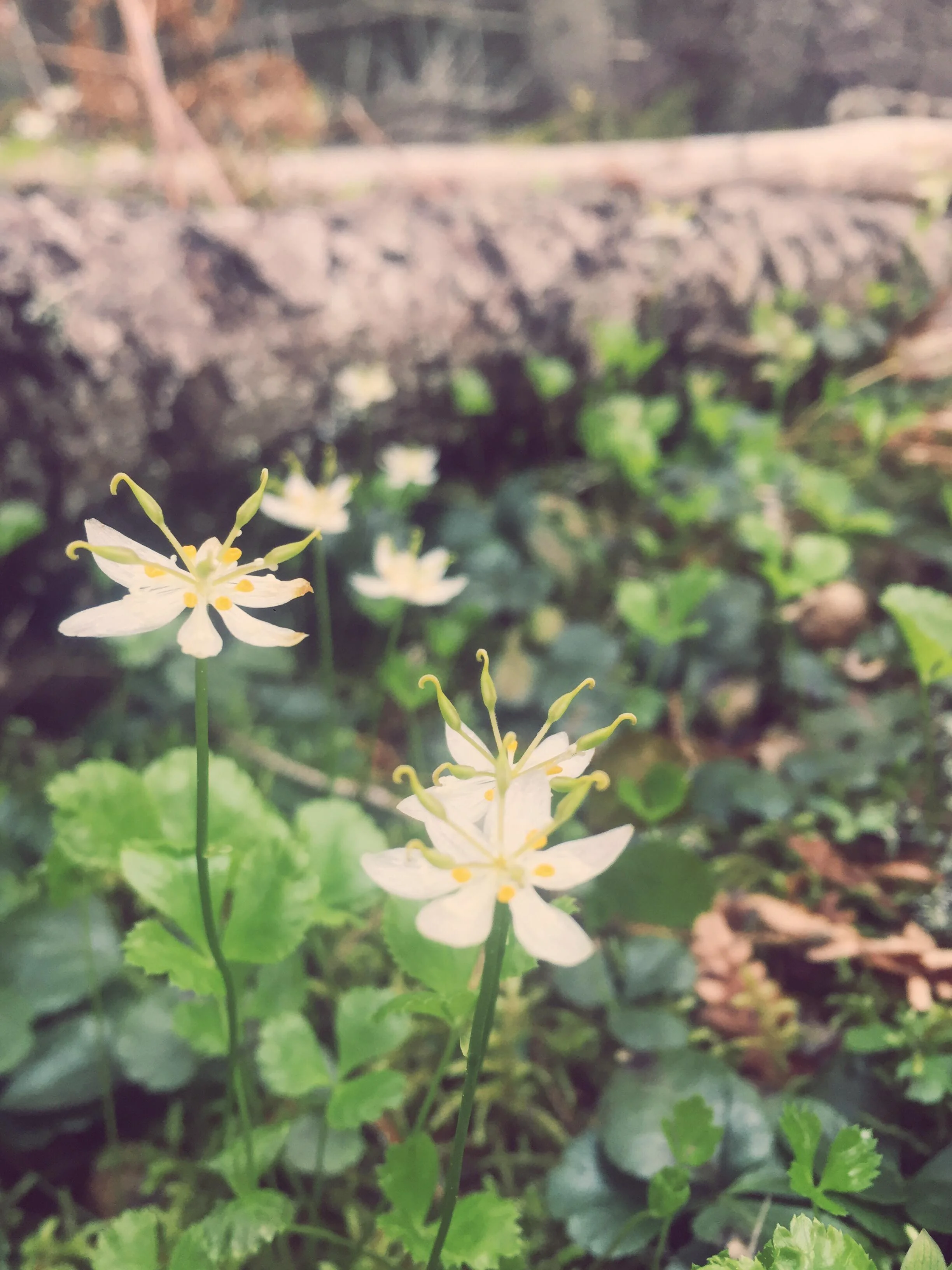 Monday Intentions Forty Three | Just Here, and Enough 