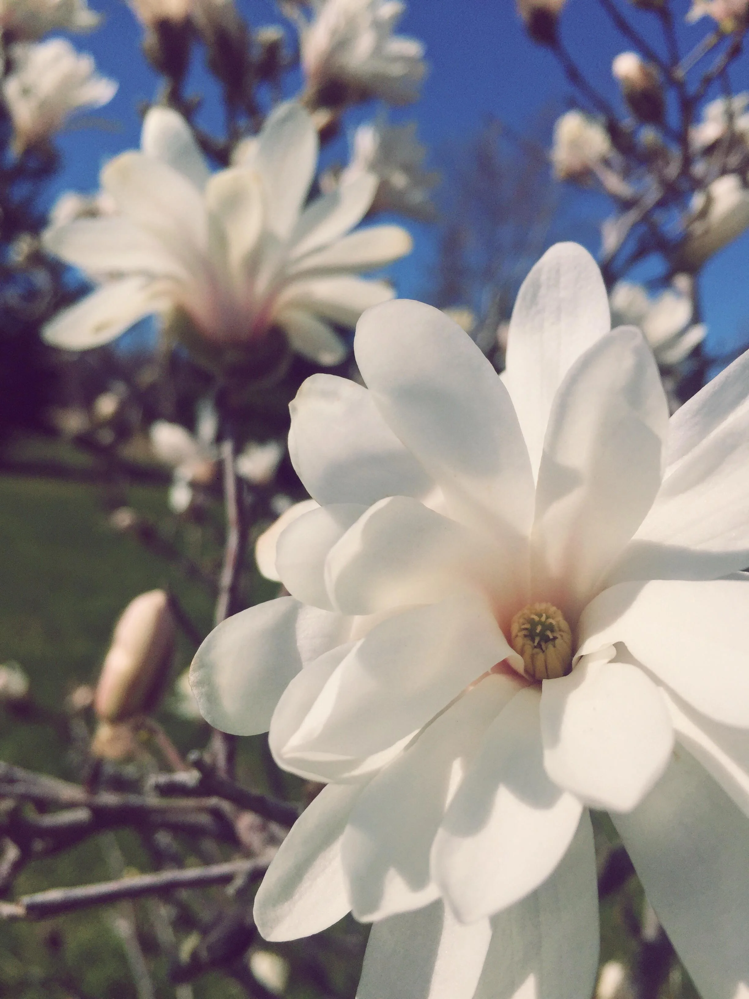 YOU Are The Medicine and How to BE Instead of DO