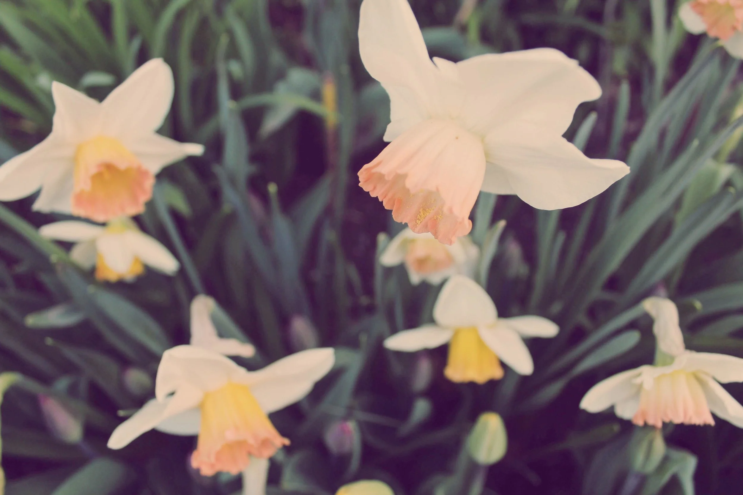 Monday Intentions Forty Two | Integration