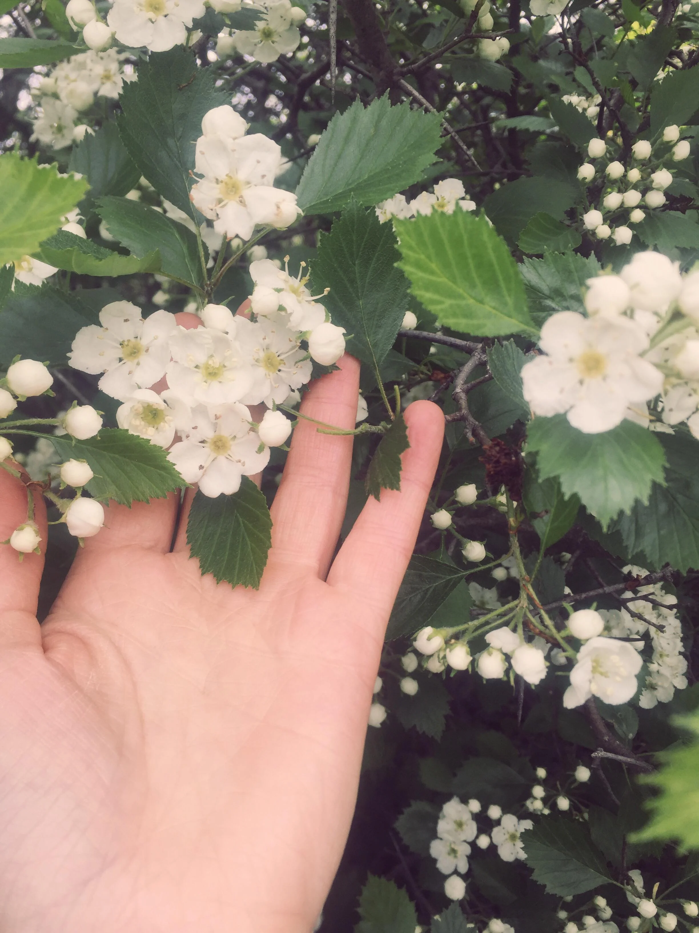 Monday Intentions Fifty Three | Solstice Energy 