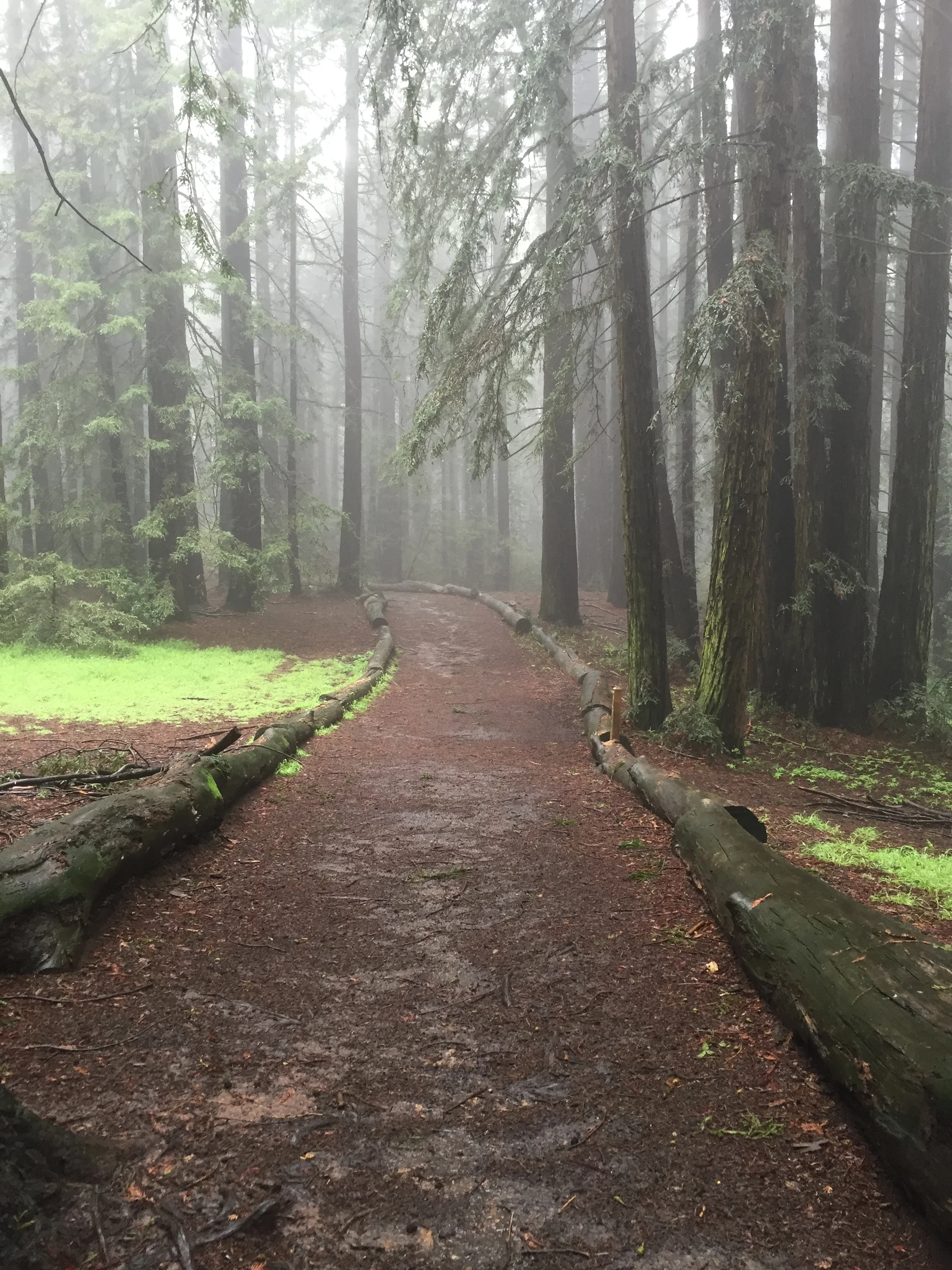 A long path lined with redwoods stretches out into the distance on a foggy day.