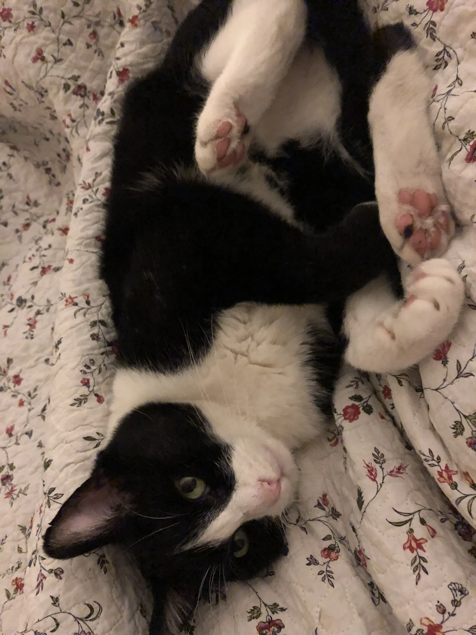 cats are notorious complainers. but still cute.