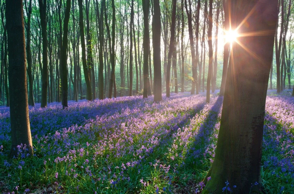 What The Bluebells Know or Thirteen Ways of looking, or Not looking at Grief*