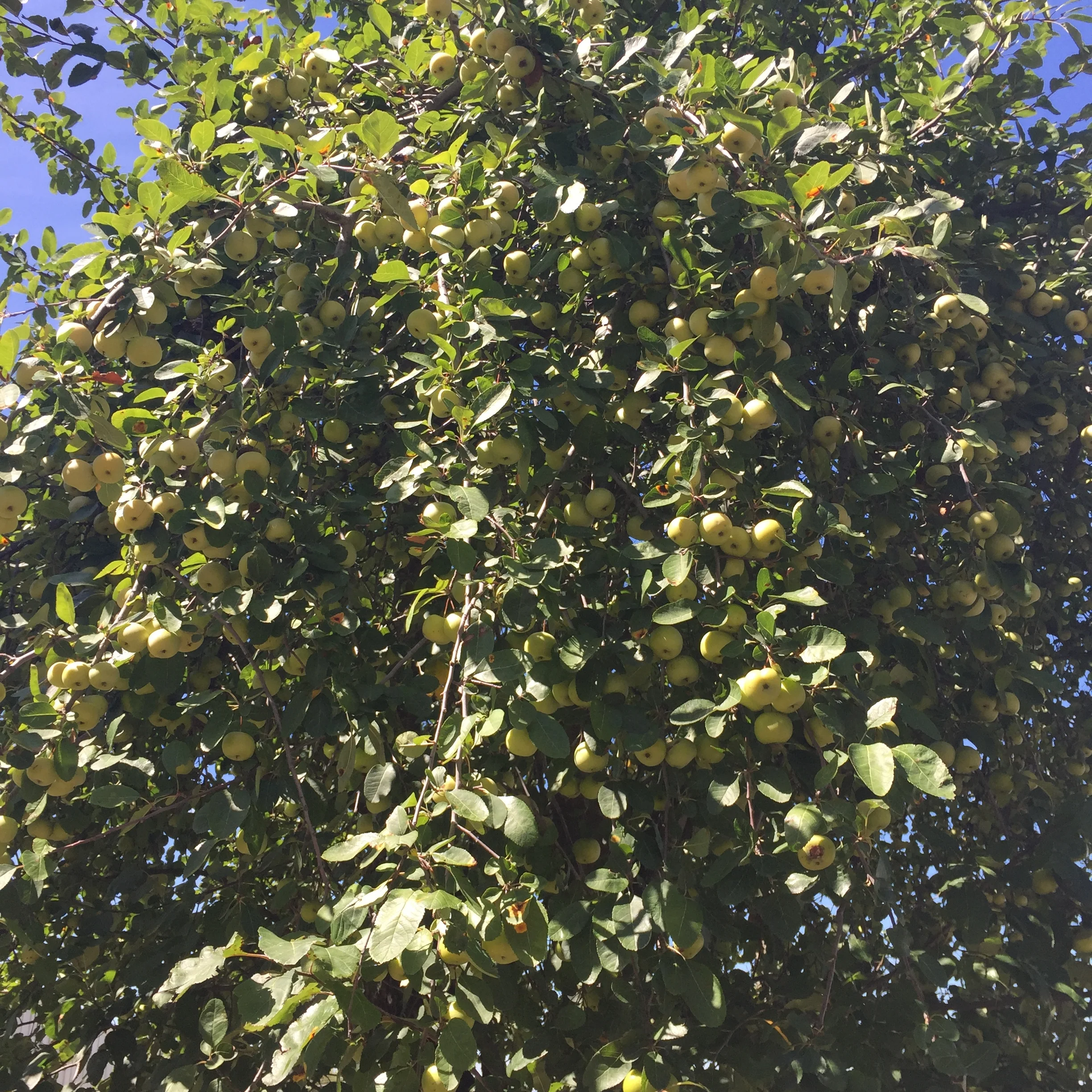 "Urban" apple our friend Lucy turned us onto that bore more apples than any apple I've seen growing south of Virginia. Incredible astringent, medium sugar, no tannins, great for vinegar. Pressed two gallons of cider. Amazing storage apple. They were harvested in September and are still viable in our compost pile. 