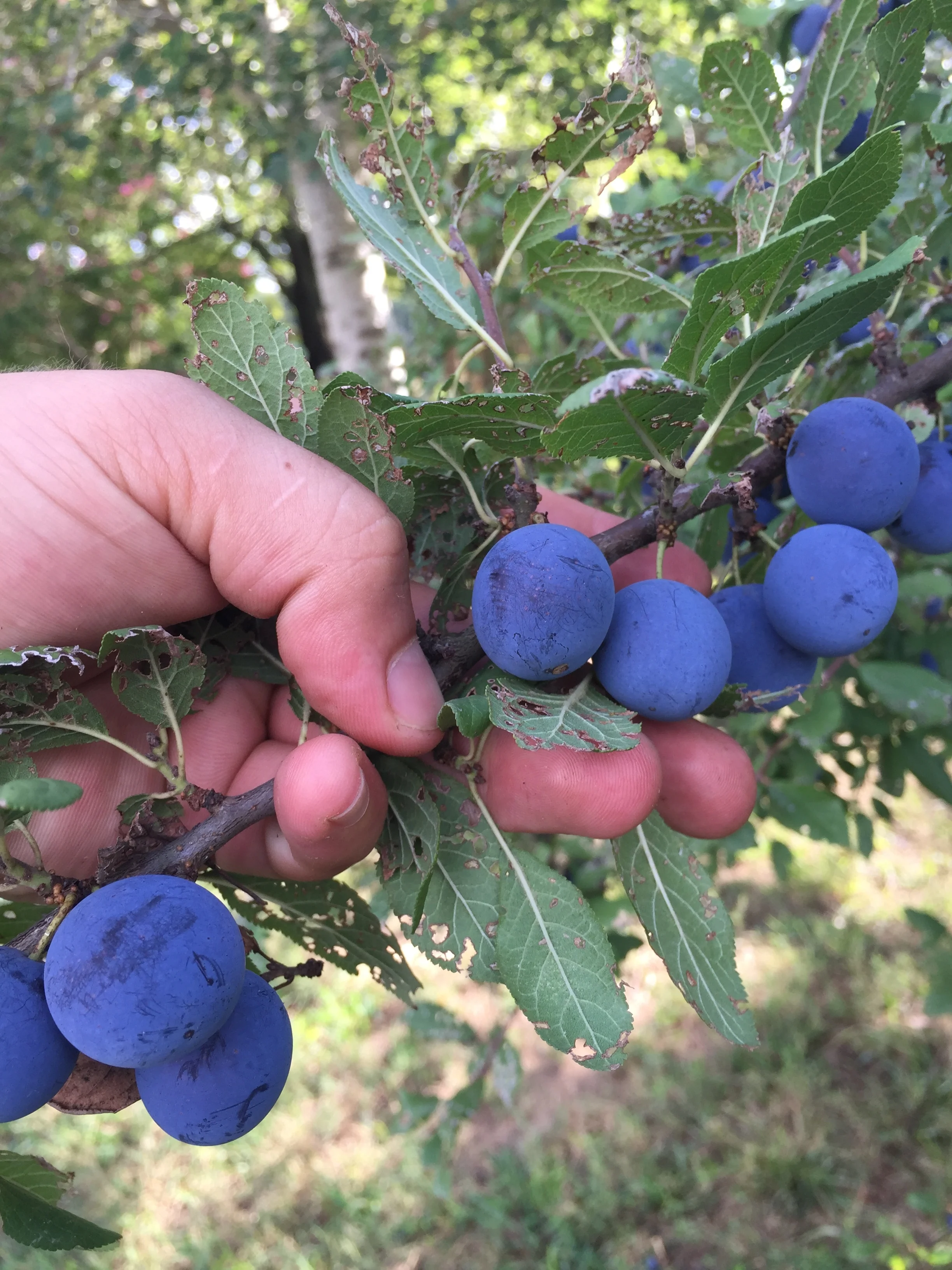 It's important that this plum has disease free fruit. Like, I haven't ever seen a healthy fruiting plum in the Deep South. Let me know if you have via email. We made Mountain Plum and Sage after harvesting 25-26lbs of this fruit off of two medium sized trees in Cloudland, Georgia. (Zone 6b/7a)