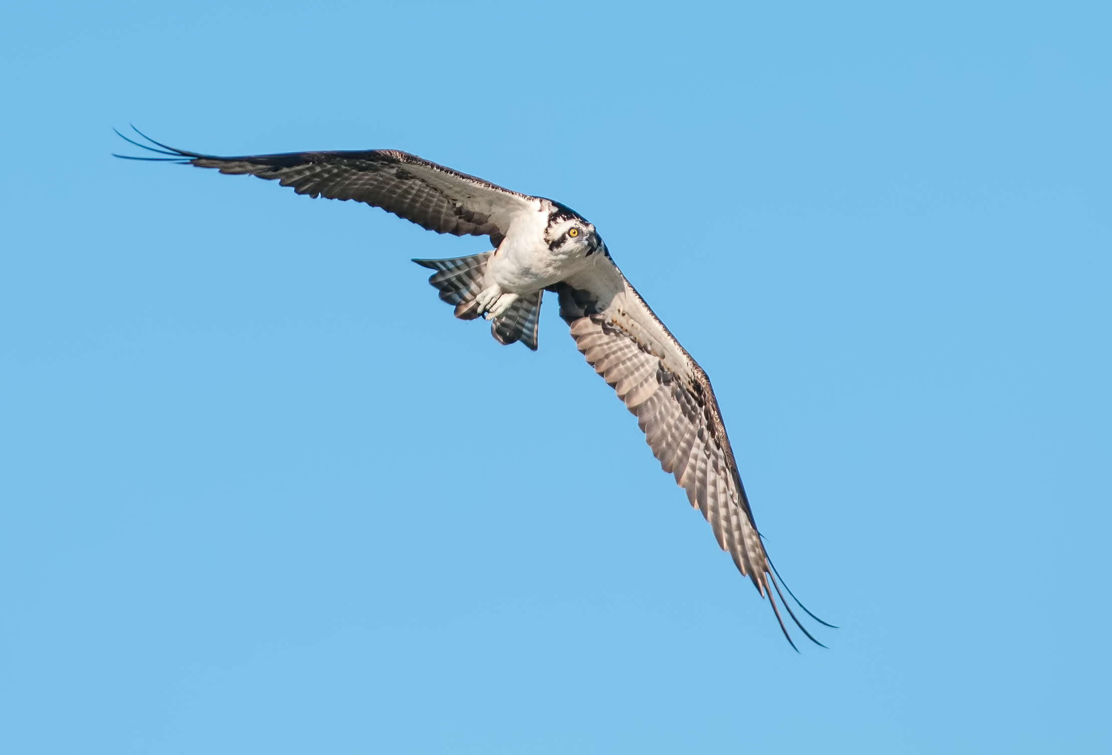 10 16 2014 Osprey 5-Edit.jpg