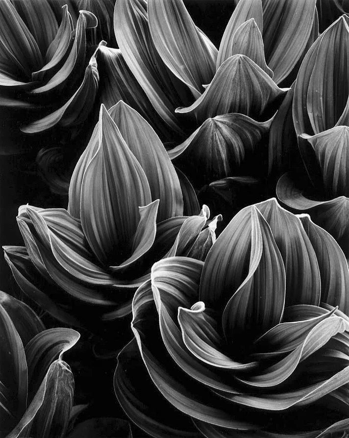 Corn-Lily-Ophir-Canyon.jpg