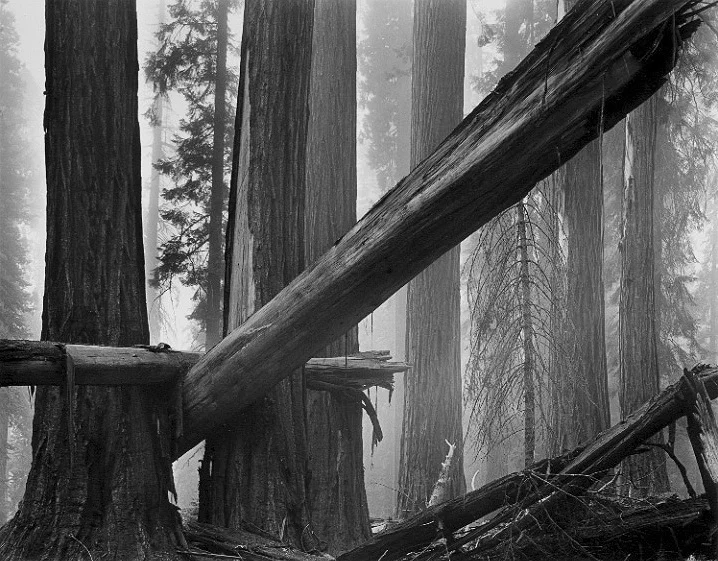Fallen-Sequoias.jpg