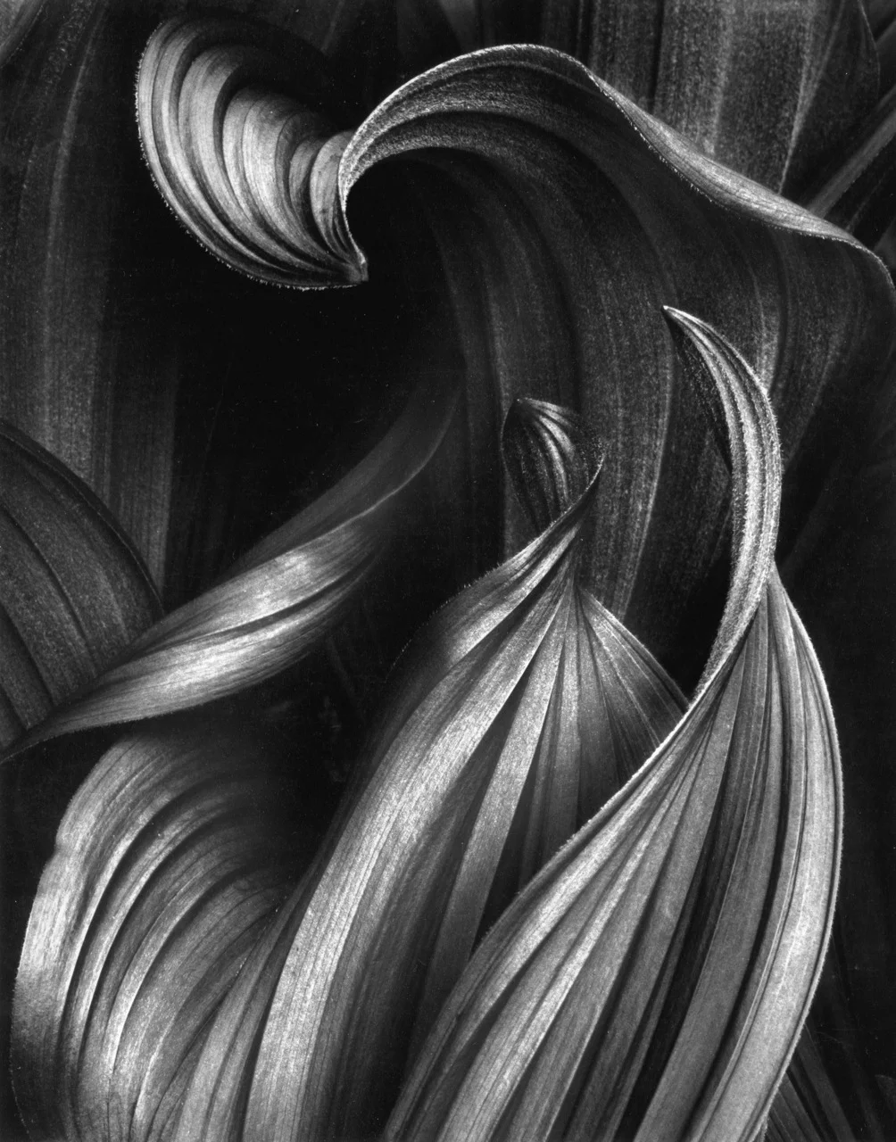 Dance of the Corn Lily.jpg