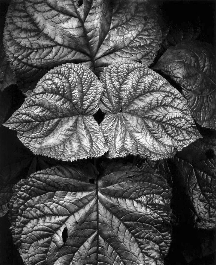 Leaves-Cloud-Forest.jpg