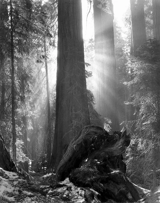 Sunburst-Sequoias.jpg