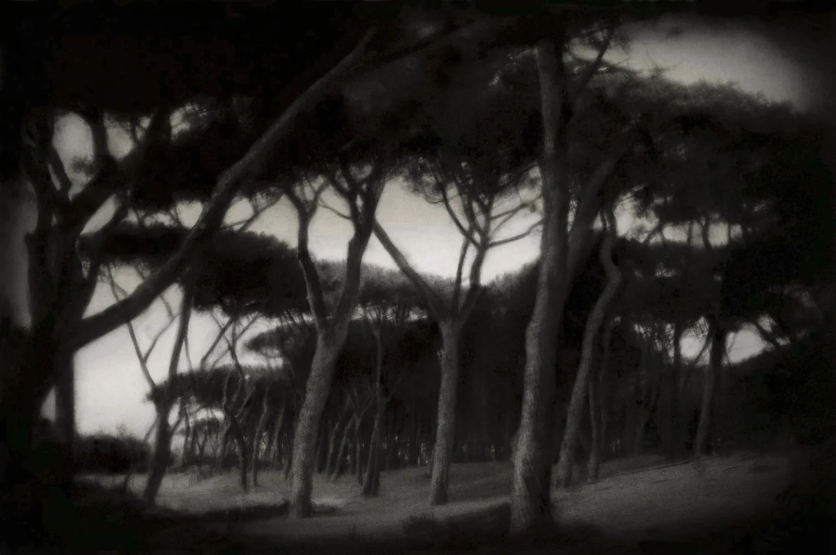 Pineta 1200.jpg