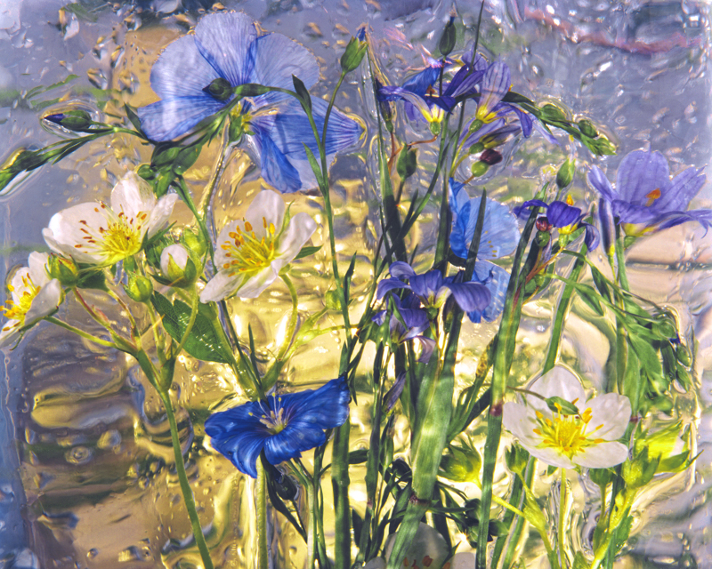 SUN WILDS 9.jpg