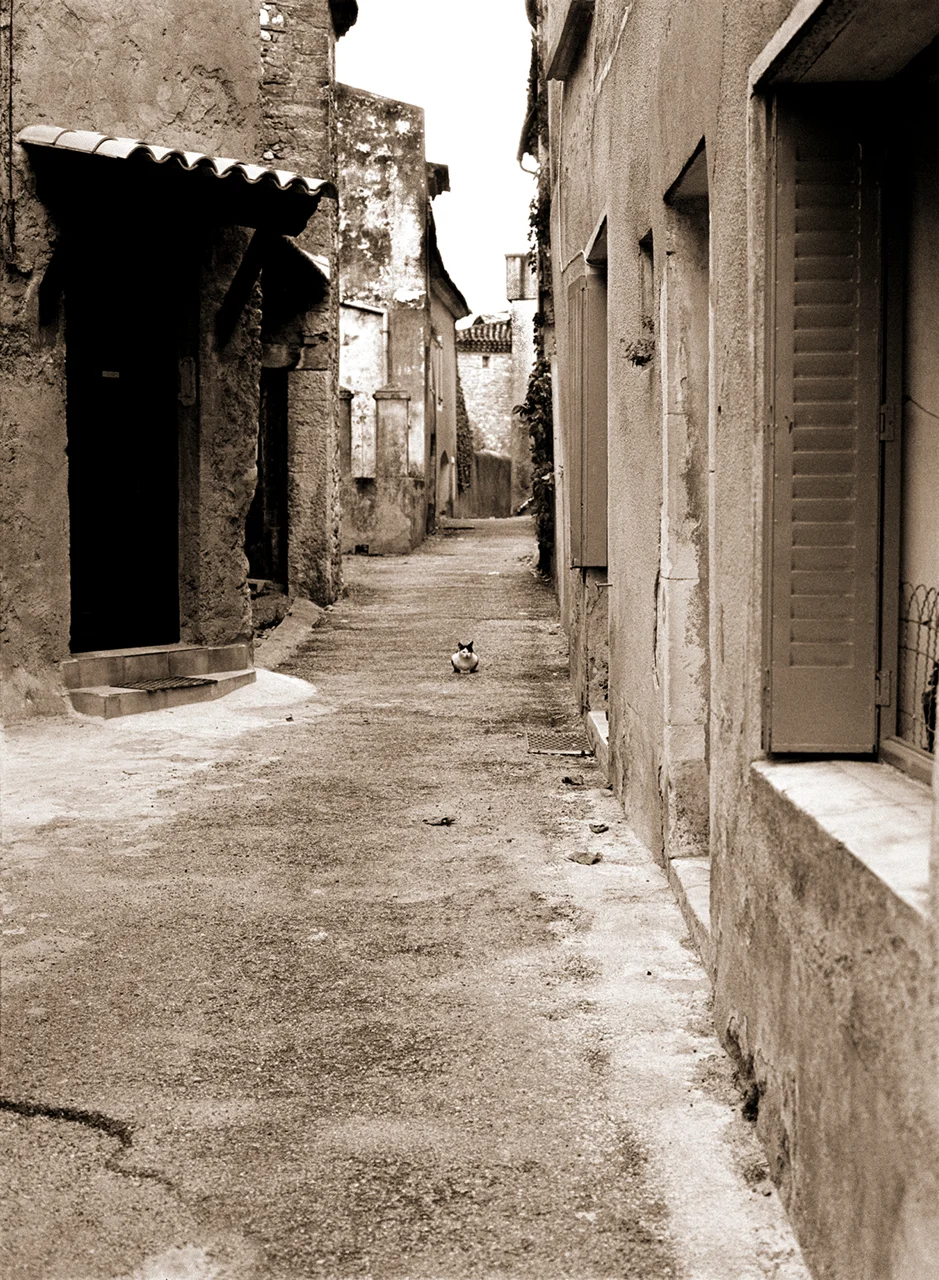 Alley Cat II notecard.jpg