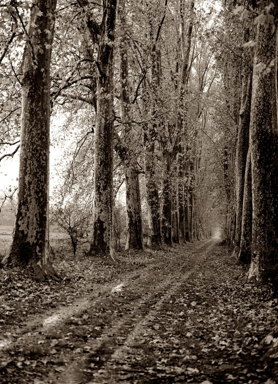 Pathway to the Prince_Sepia.jpg