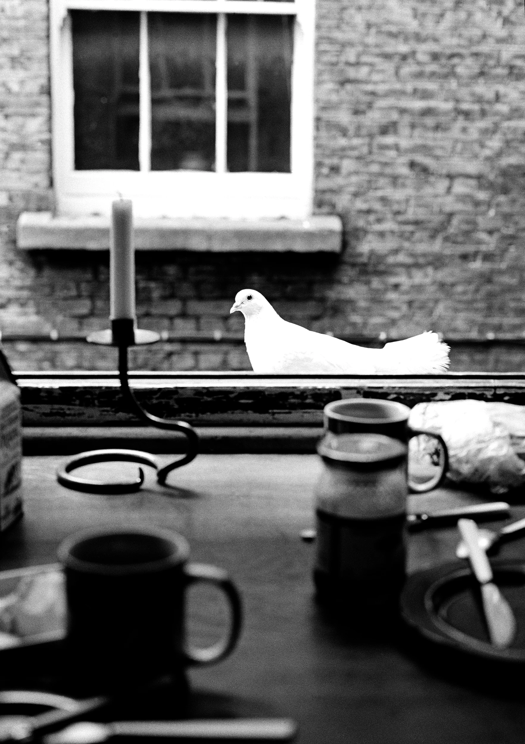 Bird of Peace.jpg