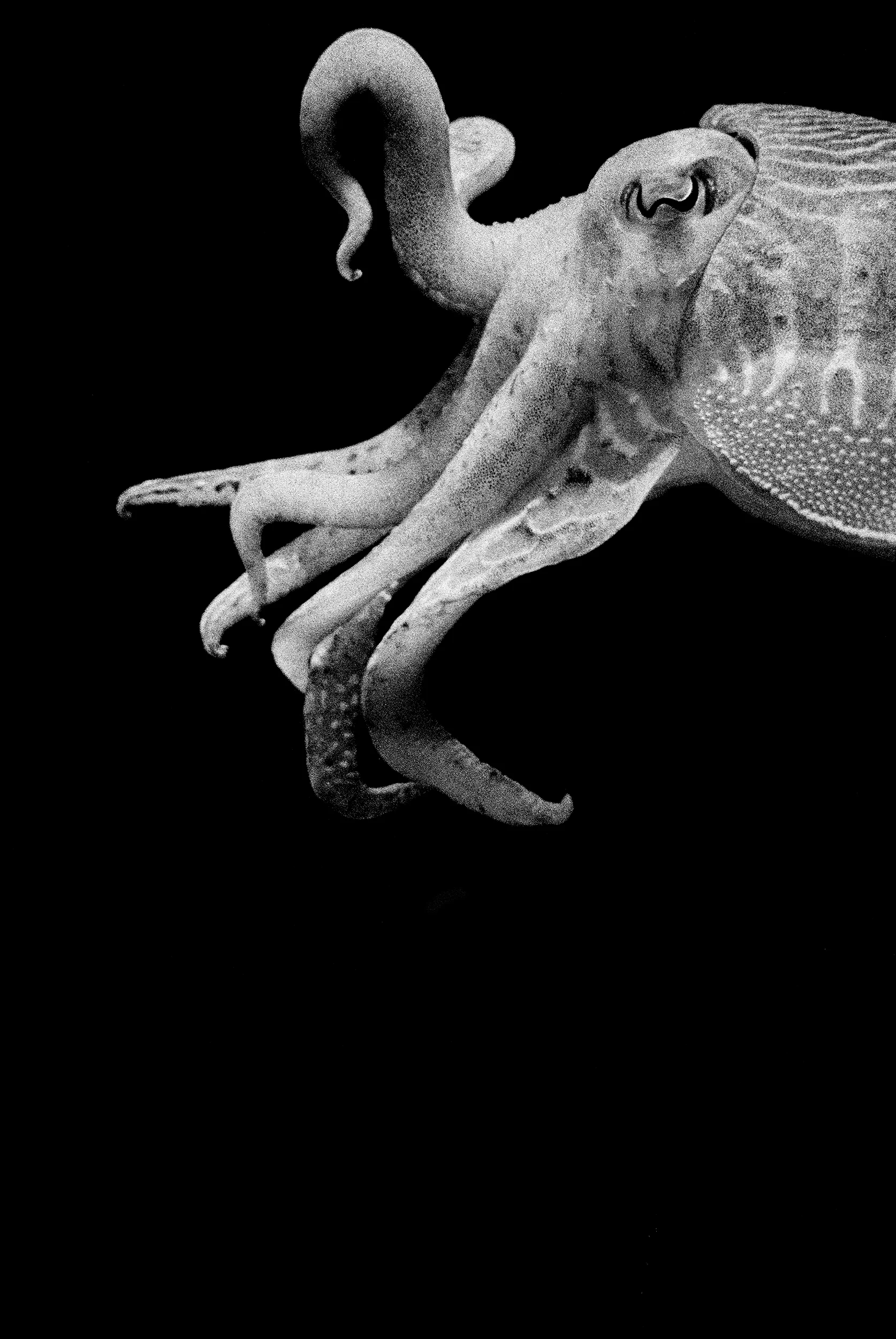 Cuttlefish.jpg