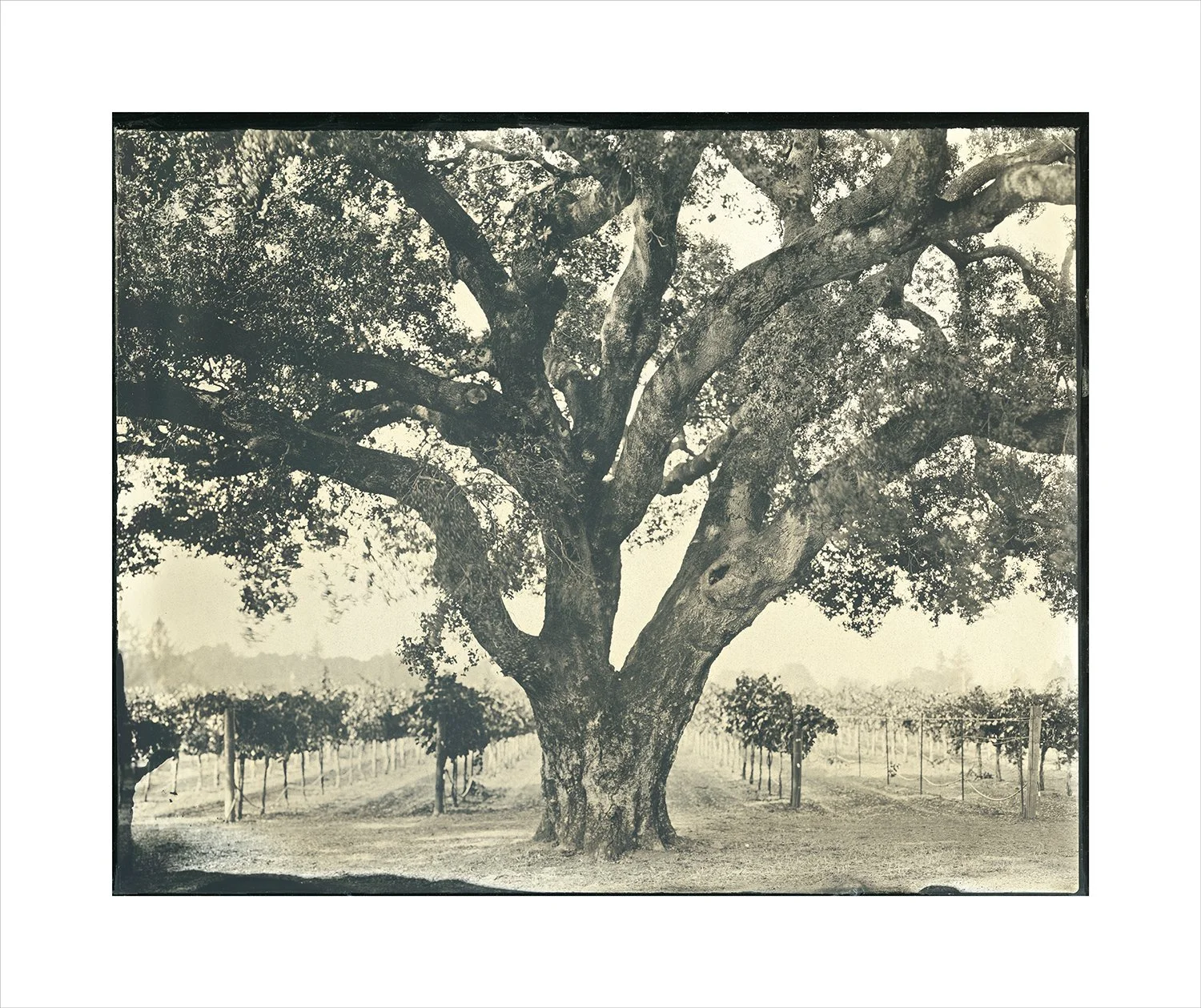 Oak series, plate 15