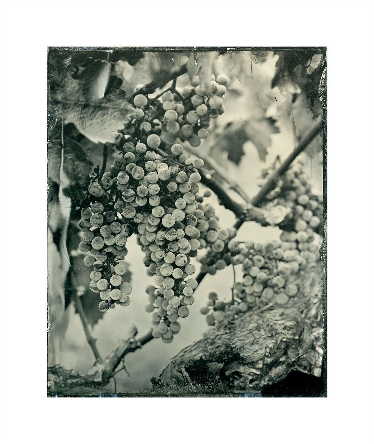 Old Vineyards, summer, plate 12