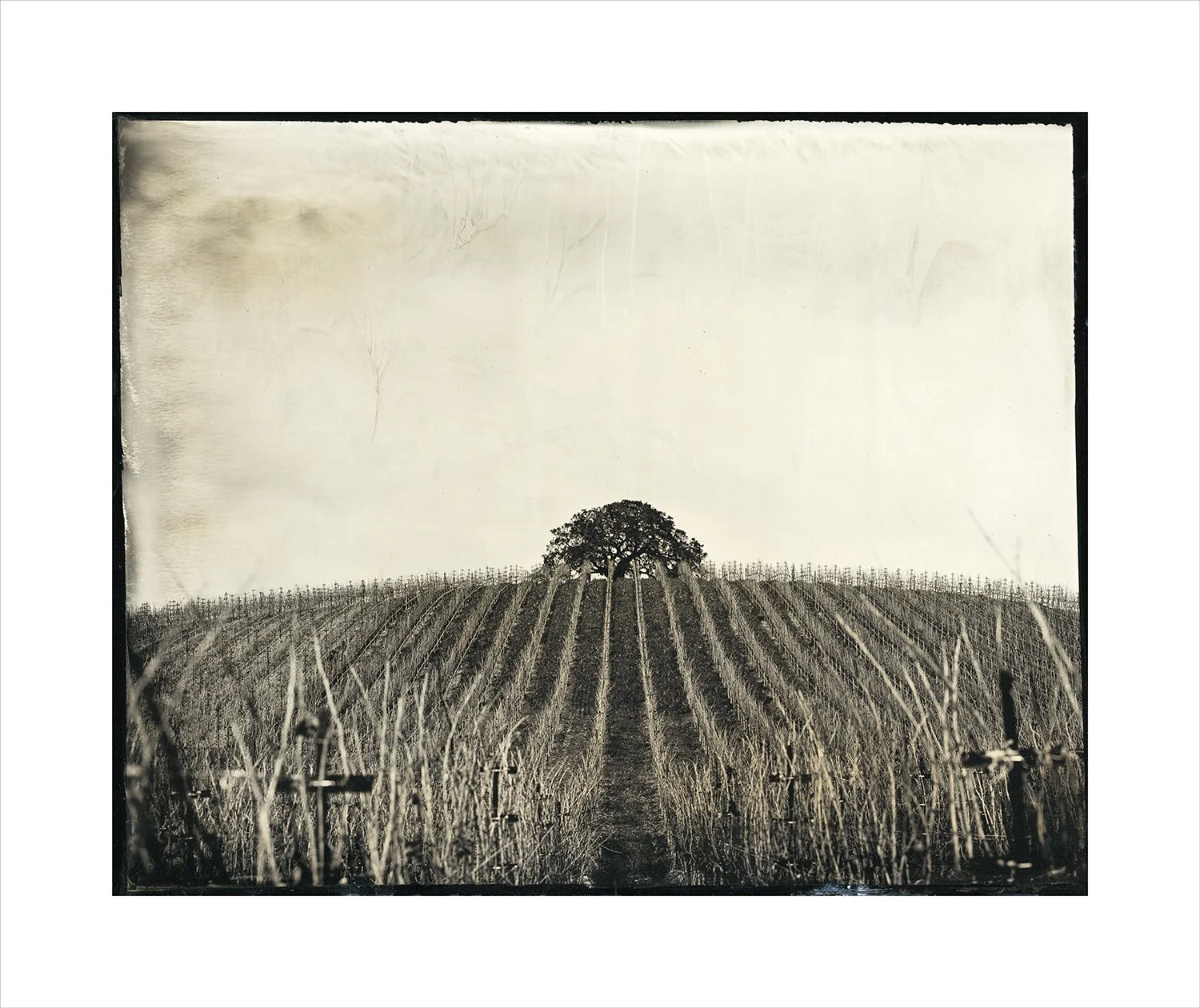 Oak series, plate 14