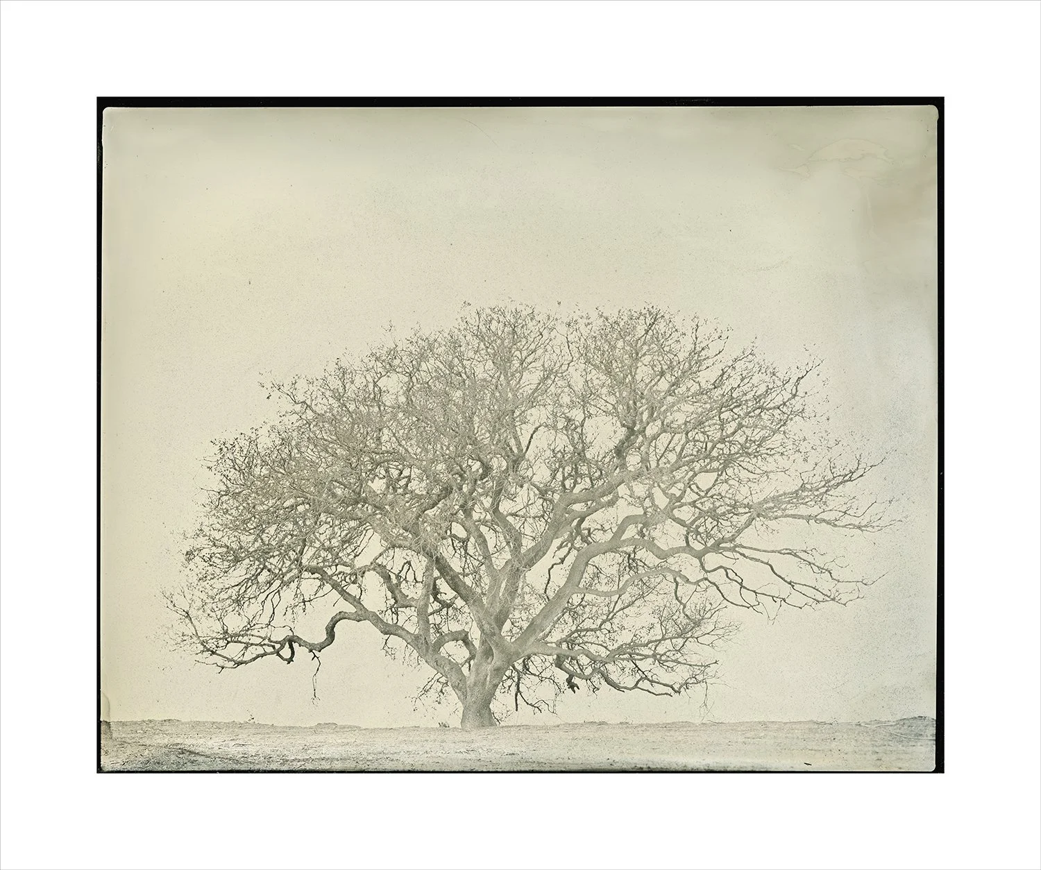 Oak series, plate 21