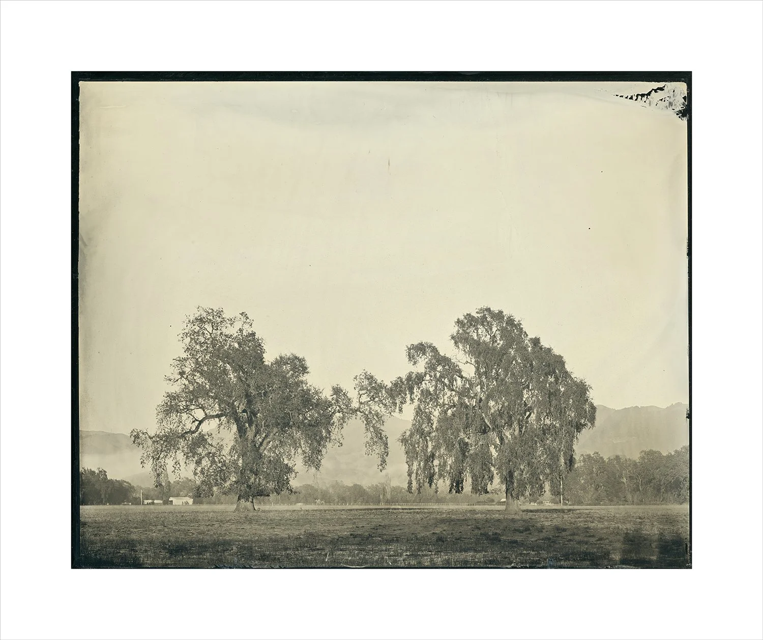 Oak series, plate 10