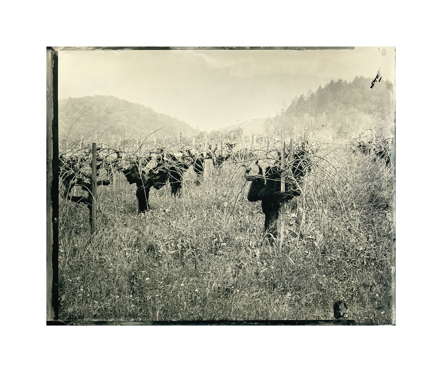 Old Vineyards, winter, plate 13