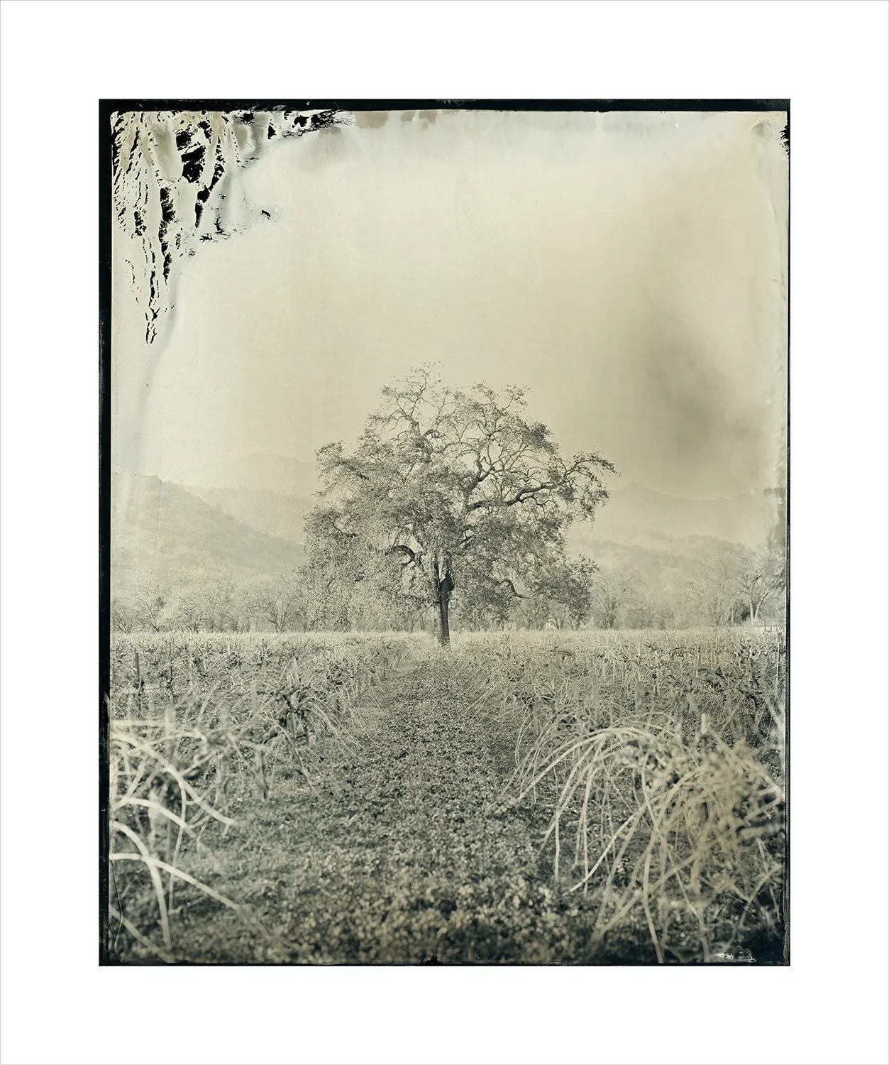 Oak series, plate 20