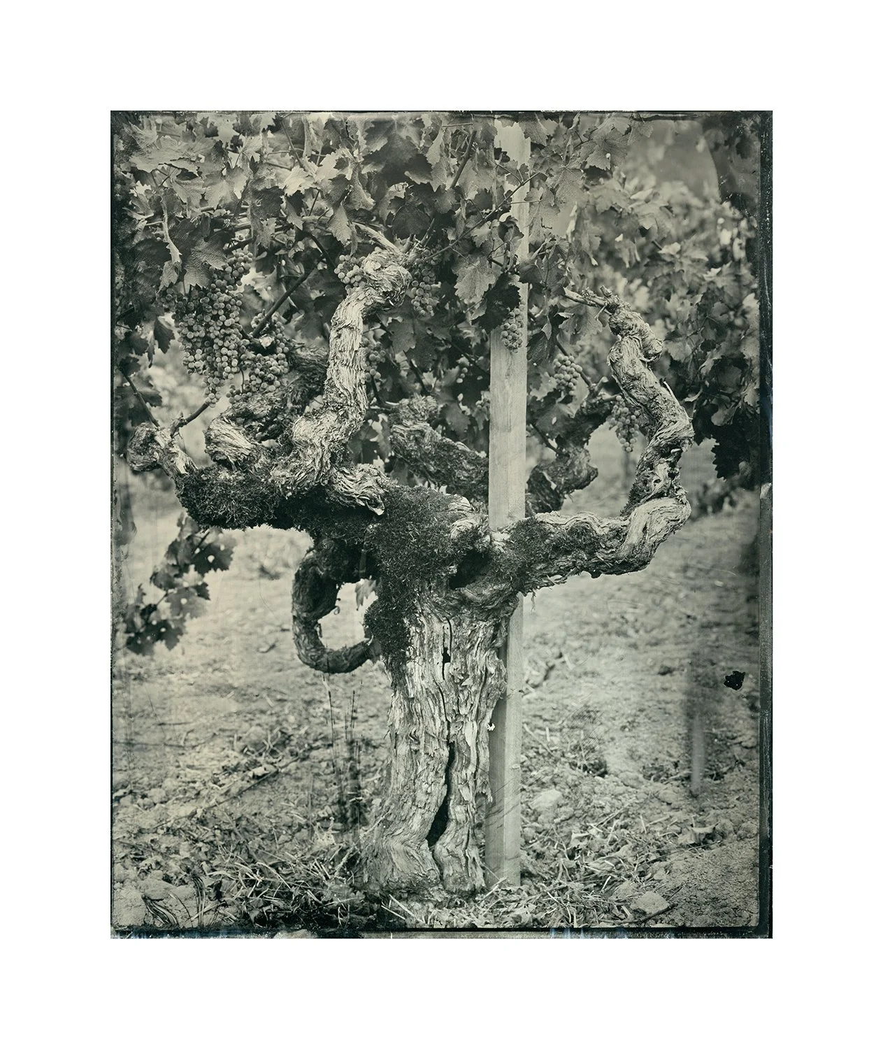 Old Vineyards, summer, plate 13