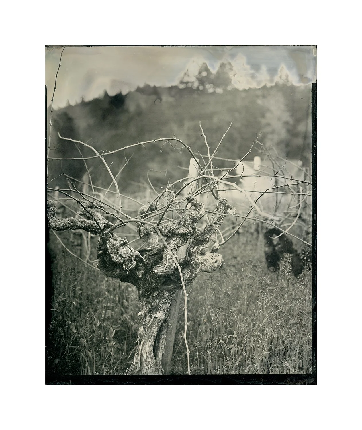 Old Vineyards, winter, plate 5