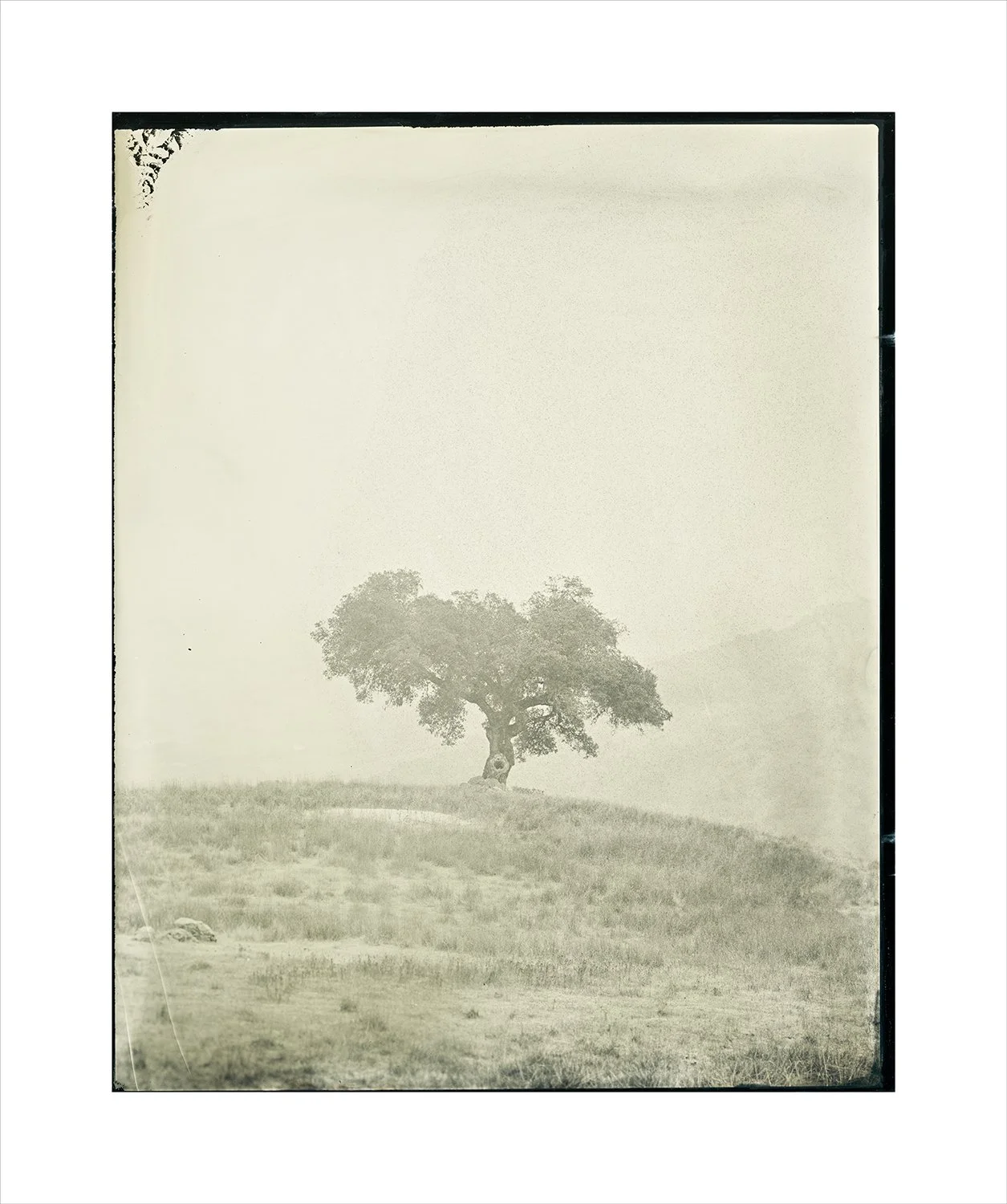 Oak series, plate 19
