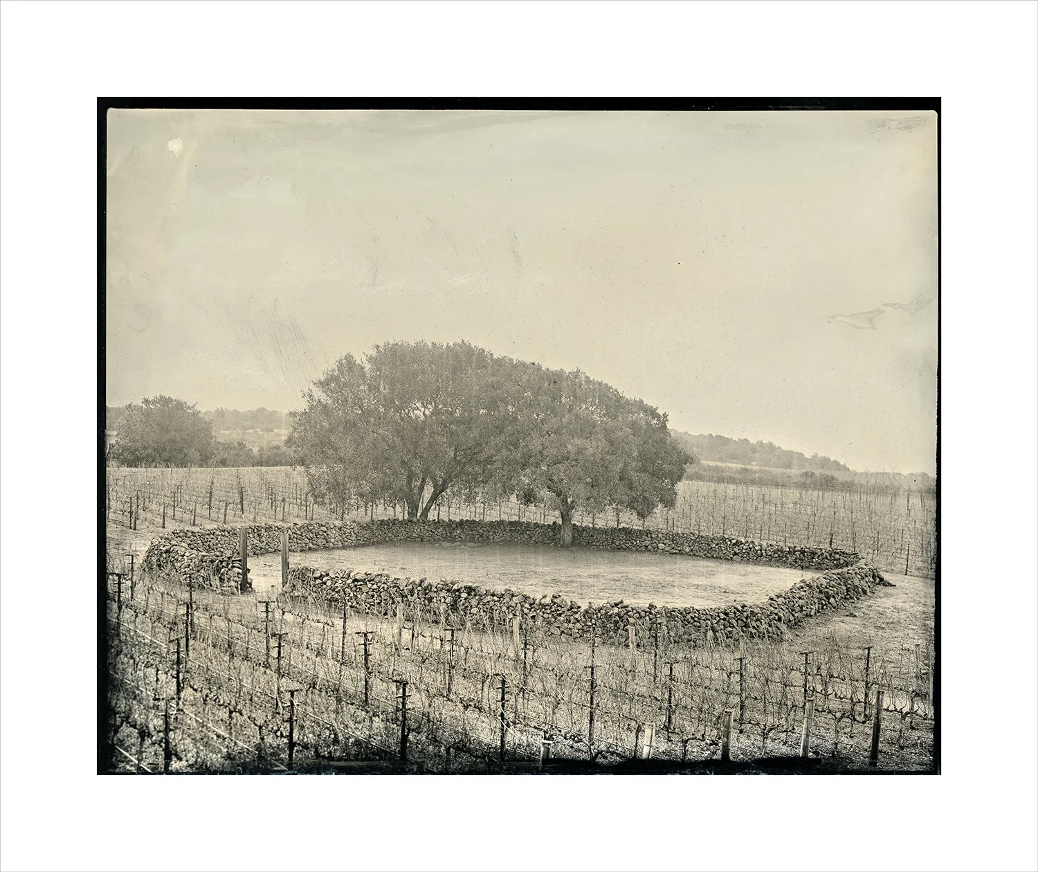 Oak series, plate 24