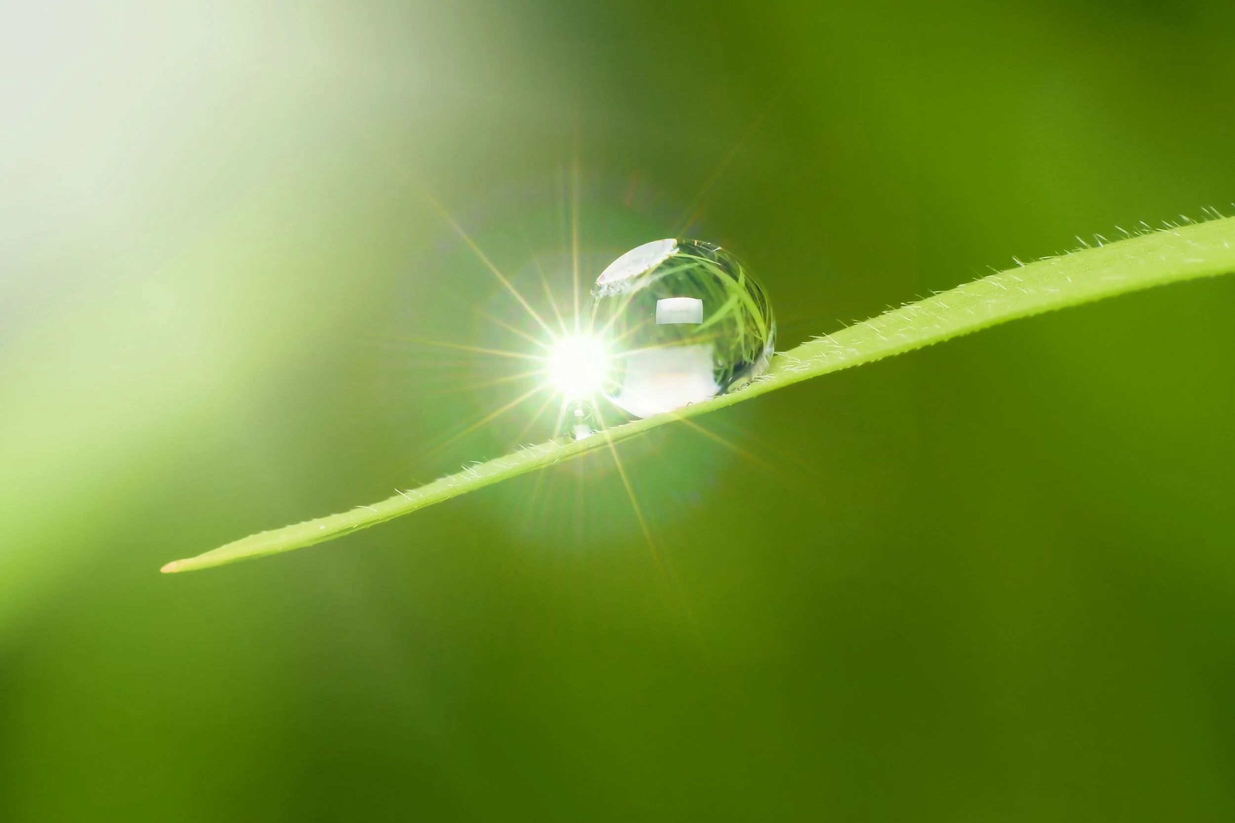 Dew Drop On Leaf - shutterstock_299906750 - WEB.jpg