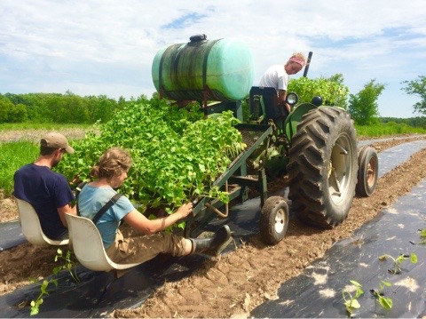  Sam, Dana, and Haley running the water wheel transplanter getting Winter Squash planted. 