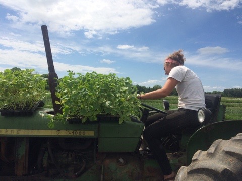  The amazing Haley driving the transplanter. 