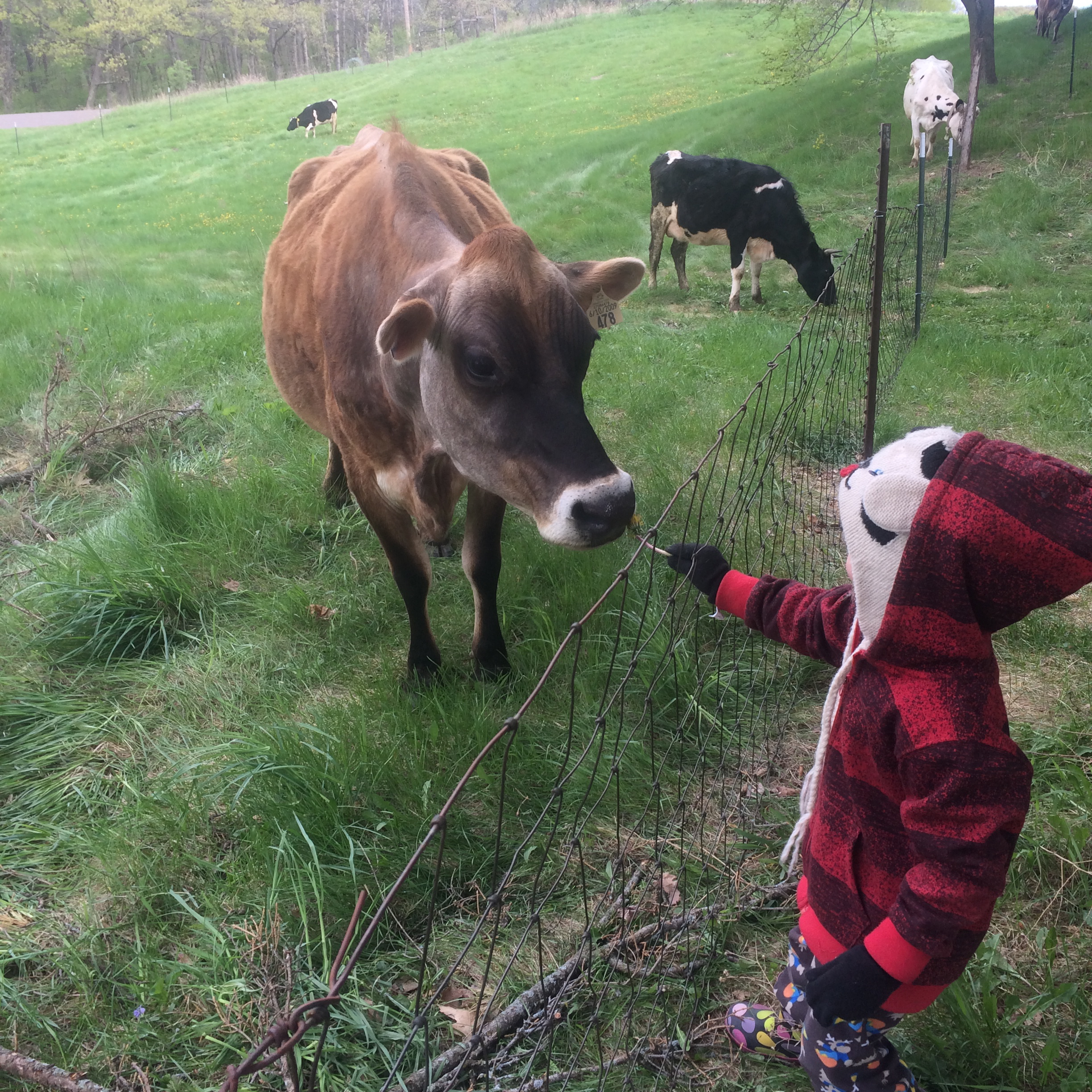  Otto feeding cows dandelions. 