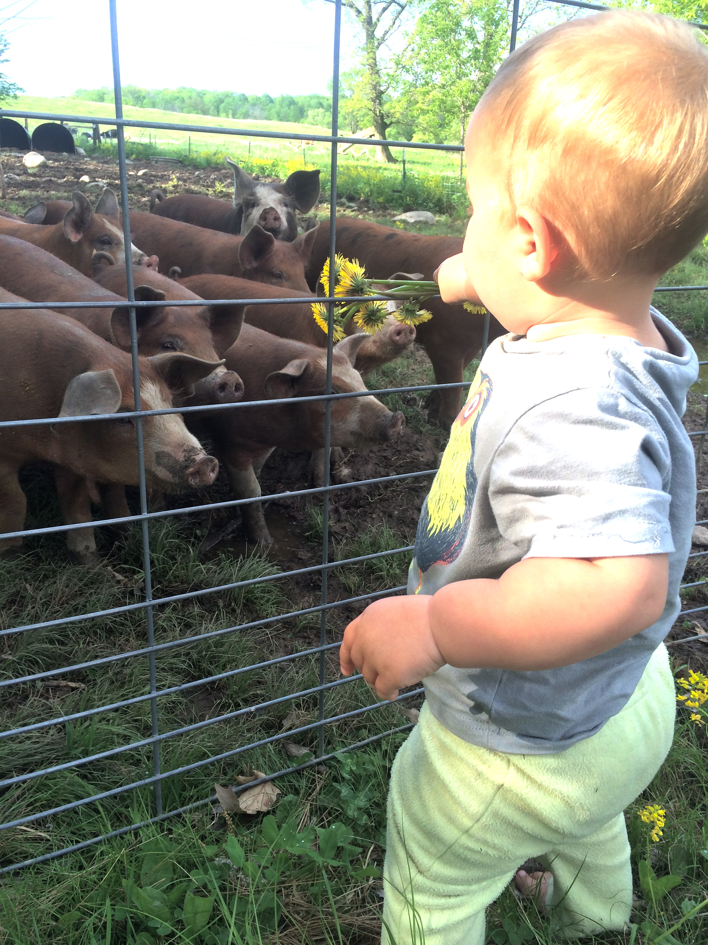  Sadie feeding the pigs dandelions. 