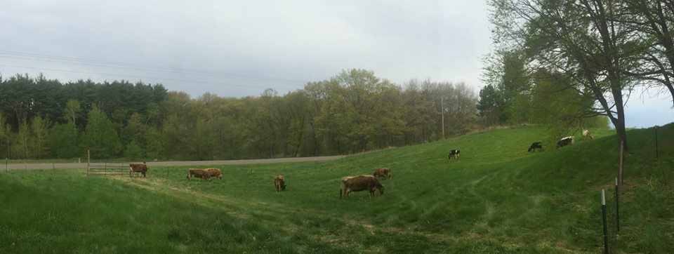  Beautiful cows eating beautiful grass! 