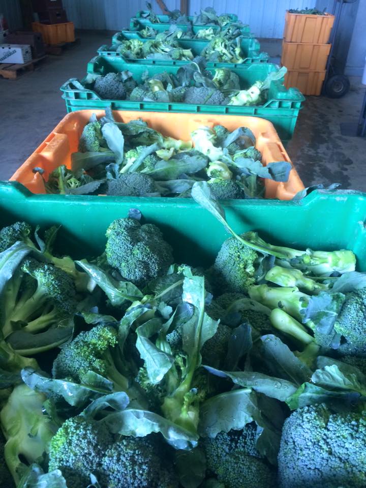  beautiful broccoli is here!&nbsp; 