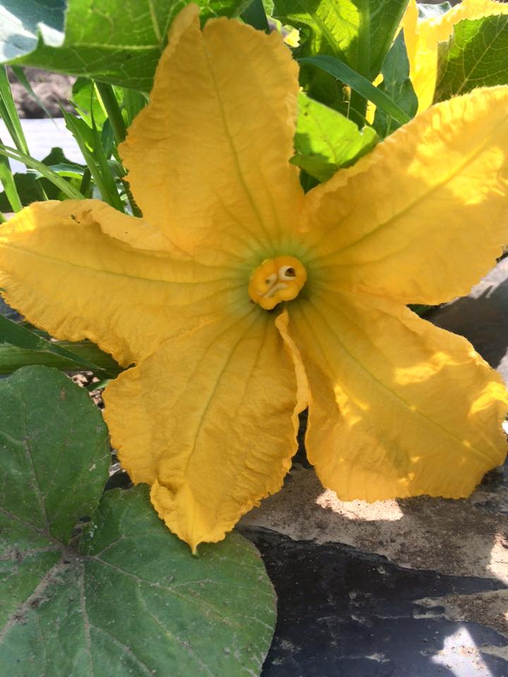  squash flowers mean....&nbsp; squash! 