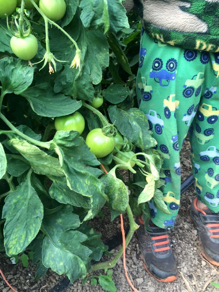  greenhouse tomatoes 